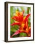 Red and Yellow Bromeliad, San Francisco, California, USA-Julie Eggers-Framed Photographic Print