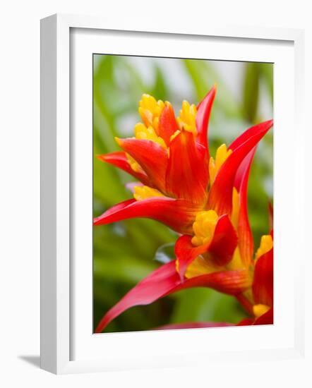 Red and Yellow Bromeliad, San Francisco, California, USA-Julie Eggers-Framed Photographic Print