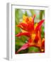 Red and Yellow Bromeliad, San Francisco, California, USA-Julie Eggers-Framed Photographic Print