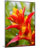 Red and Yellow Bromeliad, San Francisco, California, USA-Julie Eggers-Mounted Photographic Print