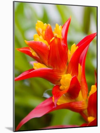 Red and Yellow Bromeliad, San Francisco, California, USA-Julie Eggers-Mounted Photographic Print