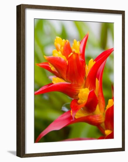 Red and Yellow Bromeliad, San Francisco, California, USA-Julie Eggers-Framed Photographic Print