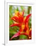 Red and Yellow Bromeliad, San Francisco, California, USA-Julie Eggers-Framed Photographic Print