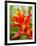 Red and Yellow Bromeliad, San Francisco, California, USA-Julie Eggers-Framed Photographic Print