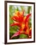 Red and Yellow Bromeliad, San Francisco, California, USA-Julie Eggers-Framed Photographic Print