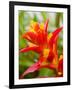 Red and Yellow Bromeliad, San Francisco, California, USA-Julie Eggers-Framed Photographic Print