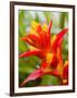 Red and Yellow Bromeliad, San Francisco, California, USA-Julie Eggers-Framed Photographic Print