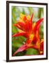 Red and Yellow Bromeliad, San Francisco, California, USA-Julie Eggers-Framed Photographic Print