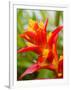 Red and Yellow Bromeliad, San Francisco, California, USA-Julie Eggers-Framed Photographic Print