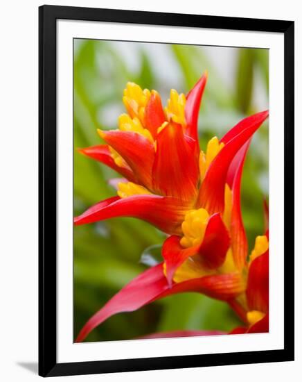 Red and Yellow Bromeliad, San Francisco, California, USA-Julie Eggers-Framed Photographic Print