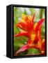 Red and Yellow Bromeliad, San Francisco, California, USA-Julie Eggers-Framed Stretched Canvas