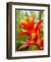 Red and Yellow Bromeliad, San Francisco, California, USA-Julie Eggers-Framed Photographic Print