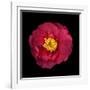 Red and Yellow Camelia I-Magda Indigo-Framed Photographic Print