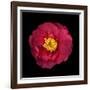 Red and Yellow Camelia I-Magda Indigo-Framed Photographic Print