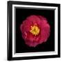 Red and Yellow Camelia I-Magda Indigo-Framed Photographic Print