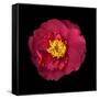 Red and Yellow Camelia I-Magda Indigo-Framed Stretched Canvas
