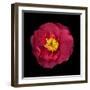 Red and Yellow Camelia I-Magda Indigo-Framed Photographic Print