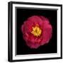 Red and Yellow Camelia I-Magda Indigo-Framed Photographic Print