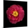 Red and Yellow Camelia I-Magda Indigo-Mounted Photographic Print