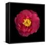 Red and Yellow Camelia I-Magda Indigo-Framed Stretched Canvas