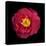 Red and Yellow Camelia I-Magda Indigo-Stretched Canvas