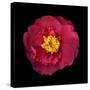 Red and Yellow Camelia I-Magda Indigo-Stretched Canvas