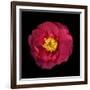 Red and Yellow Camelia I-Magda Indigo-Framed Photographic Print