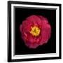 Red and Yellow Camelia I-Magda Indigo-Framed Photographic Print