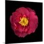 Red and Yellow Camelia I-Magda Indigo-Mounted Photographic Print