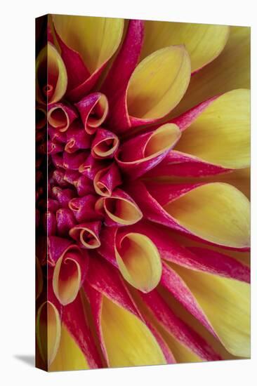 Red and Yellow Dahlia II-Kathy Mahan-Stretched Canvas