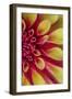 Red and Yellow Dahlia II-Kathy Mahan-Framed Photographic Print