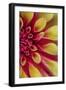 Red and Yellow Dahlia II-Kathy Mahan-Framed Photographic Print