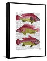Red and Yellow Fantasy Fish Trio-Fab Funky-Framed Stretched Canvas