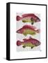 Red and Yellow Fantasy Fish Trio-Fab Funky-Framed Stretched Canvas