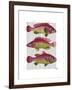 Red and Yellow Fantasy Fish Trio-Fab Funky-Framed Art Print