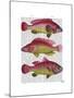 Red and Yellow Fantasy Fish Trio-Fab Funky-Mounted Art Print