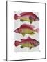 Red and Yellow Fantasy Fish Trio-Fab Funky-Mounted Art Print