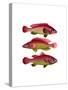 Red and Yellow Fantasy Fish Trio-Fab Funky-Stretched Canvas
