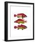 Red and Yellow Fantasy Fish Trio-Fab Funky-Framed Art Print