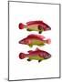 Red and Yellow Fantasy Fish Trio-Fab Funky-Mounted Art Print