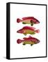 Red and Yellow Fantasy Fish Trio-Fab Funky-Framed Stretched Canvas