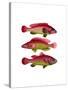Red and Yellow Fantasy Fish Trio-Fab Funky-Stretched Canvas
