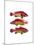 Red and Yellow Fantasy Fish Trio-Fab Funky-Mounted Art Print