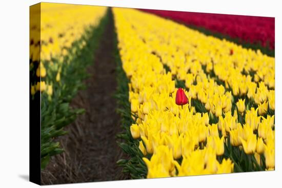 Red and Yellow Flowers in a Field-Jan Marijs-Stretched Canvas