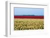 Red and Yellow Flowers in a Field-Jan Marijs-Framed Photographic Print