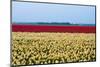 Red and Yellow Flowers in a Field-Jan Marijs-Mounted Photographic Print