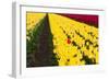 Red and Yellow Flowers in a Field-Jan Marijs-Framed Photographic Print