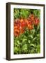 Red and Yellow Flowers-George Johnson-Framed Photographic Print