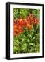 Red and Yellow Flowers-George Johnson-Framed Photographic Print