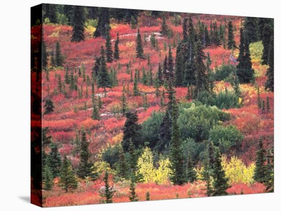 Red and Yellow Foliage of Denali National Park, Alaska, USA-Charles Sleicher-Stretched Canvas